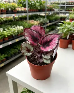QGT-15  Live Stream Exclusive Link Rex Begonia Red Flame 4" Live Plant, Tropical Indoor & Outdoor Foliage Plant for Home, Patio and Garden Display