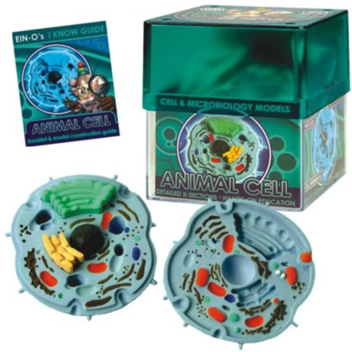 Tedco Toys 32371-ANI Bio Signs Animal Cell Model, Cross Section Interactive Kit, Teaches Biology for Small Animal Enthusiasts