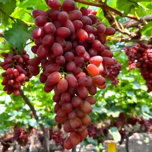 Crimson Seedless Grape Seedling – Grow Your Own Sweet Red Grapes at Home, Beginner Friendly, Suitable for Backyard Vineyard and Patio Containers