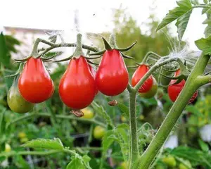 50+ Red Pear Cherry Tomato Seeds, Heirloom Non-GMO, Low Acid, Indeterminate, Open-Pollinated, Sweet, Super Delicious, from USA