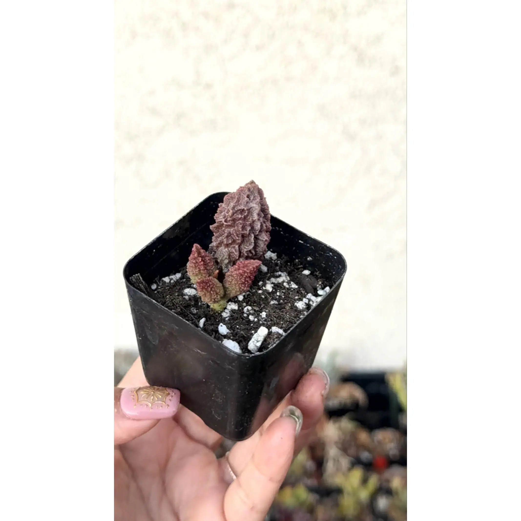 Adromischus marianiae forma herrei Red Coral Succulent Plant