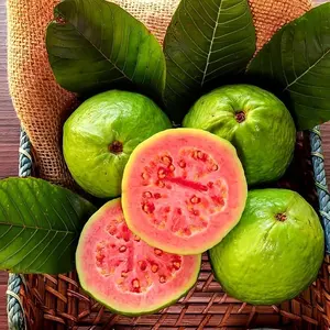 100 Tropical Red Guava Seeds - Compact Fruit Tree for Backyard or Pots - Exotic Fruit with Vibrant Red Flesh - Fast Growing & Container Friendly - Ideal for Warm Gardens or Patios