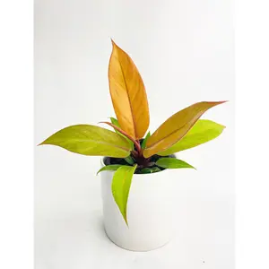 Philodendron Prince of Orange