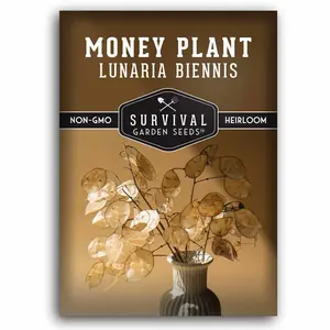 Lunaria Annua Money Plant Seeds - for Home Garden