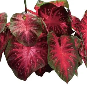 Caladium Red Flash,(10 Bulbs) Thrives in Heat and Humidity, Elephant Ears - CZ Grain