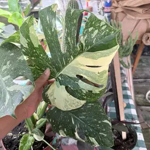 Monstera Thai constellation 8”