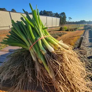 Texas Early White Onion Plant Bundle | Short-Day Onion Plants | 50 Plants
