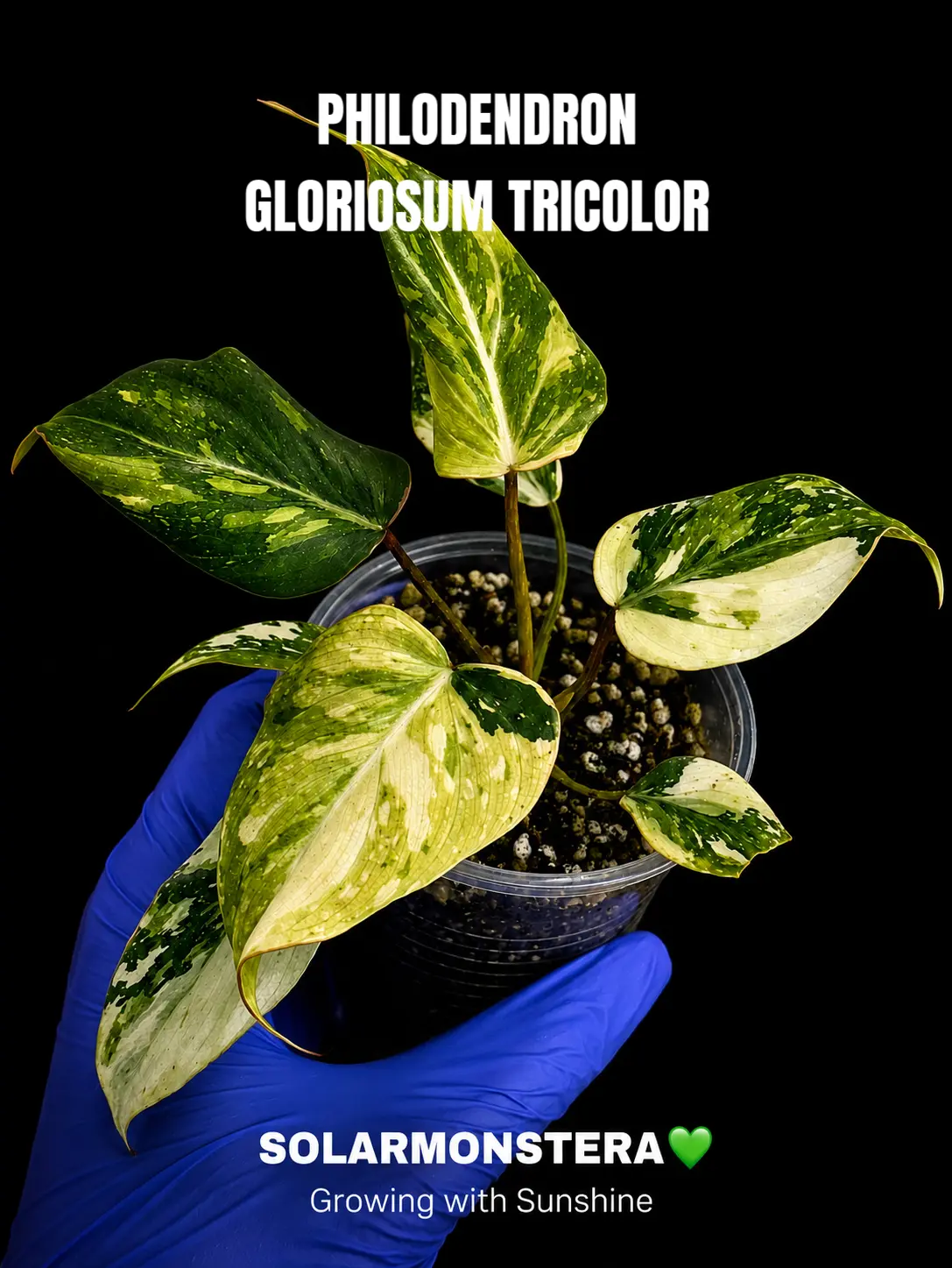 Philodendron Gloriosum Tricolor Rooted Plant in Plug
