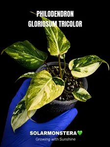Philodendron Gloriosum Tricolor Tissue Culture in Gel