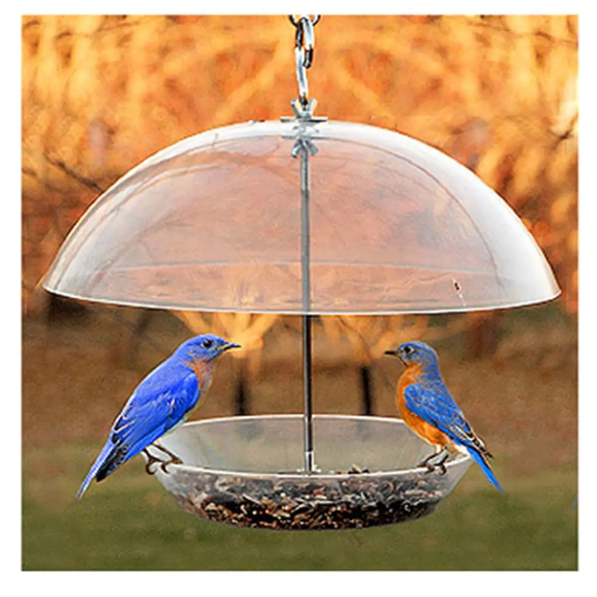 212 MAIN Adjustable Dome Top Seed & Bluebird Bird Feeder - Heavy-Duty, UV-Resistant Polycarbonate Weatherproofing Bird Feeding Tool