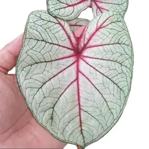 6 Angels Wings Caladium Bulbs for Planting - Perennial Hosta, Elephant Ears