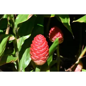 Awapuhi Shampoo Ginger Plant Ryzomes - Fragrant Plant Seeds for Garden & Hair Care - Zingiber zerumbet