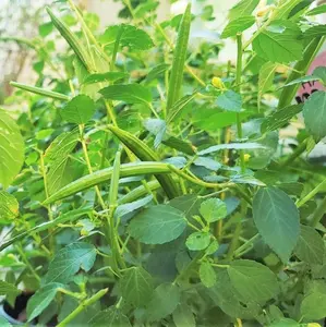 TomorrowSeeds - Molokhia Seeds -  (Egyptian Spinach) Ù…Ù„ÙˆØ®ÙŠØ© Corchorus Olitorius Jew's Jute Mallow Nalta Rau Saluyot African Arab Vegetable Seed 2024 Season