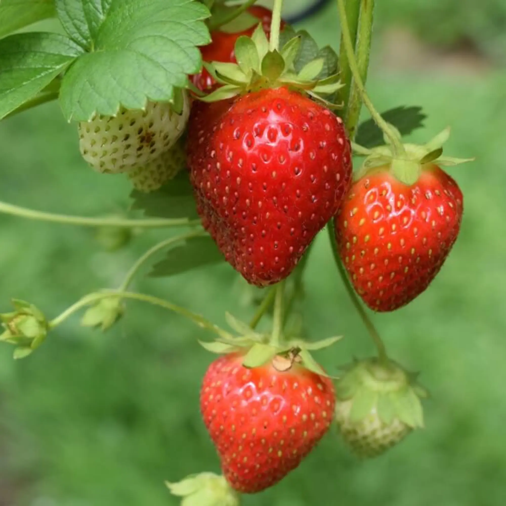 Sparkle Strawberry Bare Root Plants | June-Bearing Sweet Strawberries | Large, Firm, Non-GMO, Cold-Hardy, Disease-Resistant Fruit for Gardens & Containers