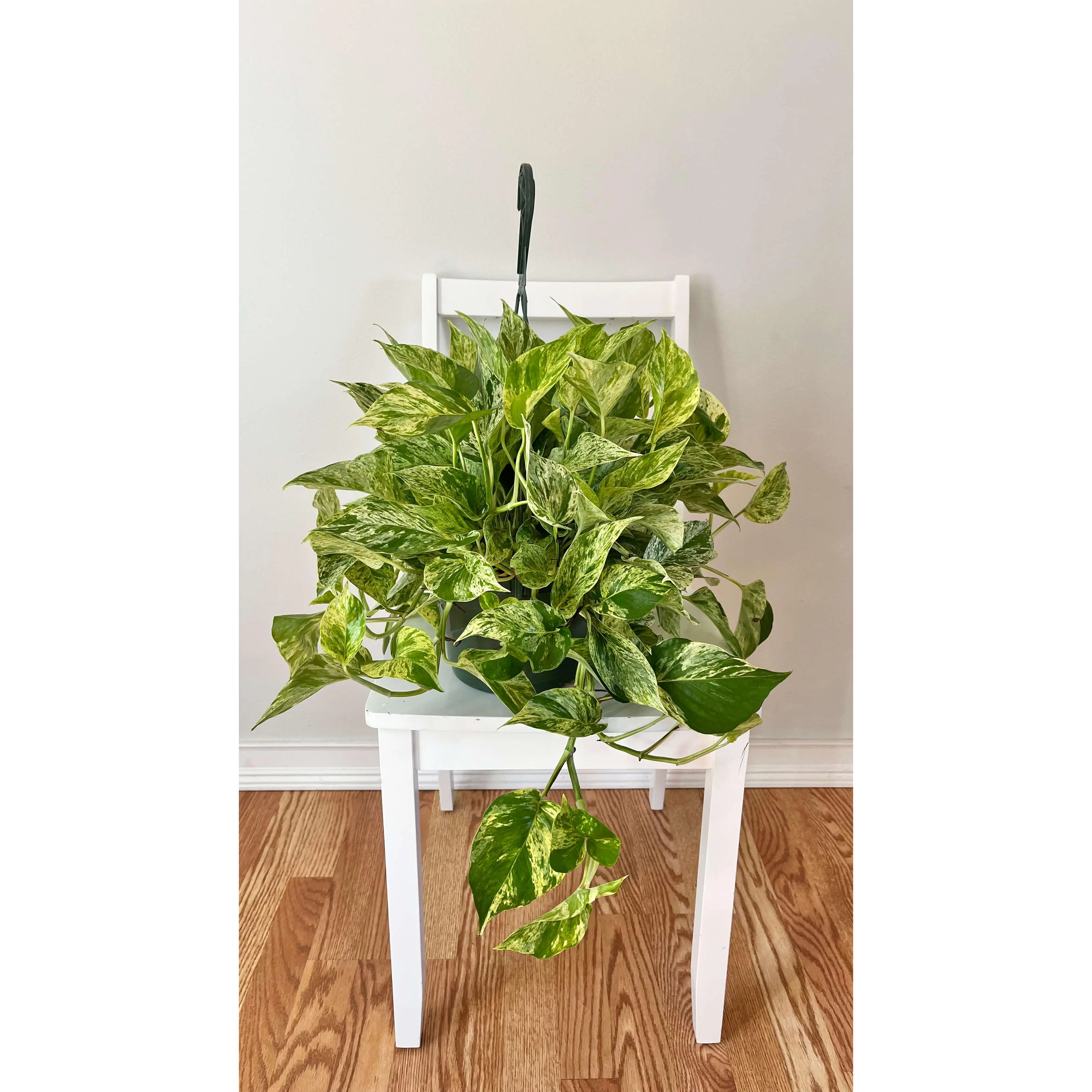 8" Pothos Marble Queen Hanging Basket