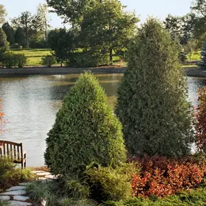 Technito® Arborvitae