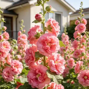 【PetalPit】Promise: Germinate or Refund]200PCS+ Hollyhock Seeds – Colorful Tall Blooms, Heirloom & Non-GMO, Perfect for Fences, Borders & Cottage Gardens