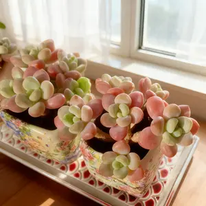 Graptosedum ‘Miul’ Live Multi-Head Succulent – Vibrant Color, Bare Root | Easy-Care Gift & Aesthetic Home Decor