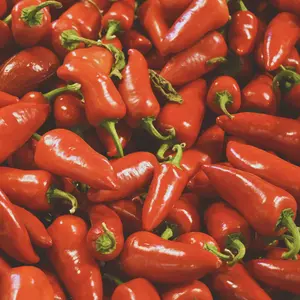 Heirloom Fresno Chili Pepper Seeds - Organic and Regenerative Gardening Seeds