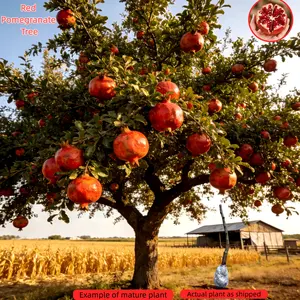 Red Pomegranate Tree – Bare Root Shipping, Healthy Root System, Perennial Fruit Tree, Cold Hardy & Low-Maintenance – Great for Home Growing, Good for Beginners