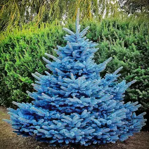 Colorado Blue Spruce Tree Seeds (Picea pungens ‘Glauca’) Cold Hardy Bonsai Evergreen Tree