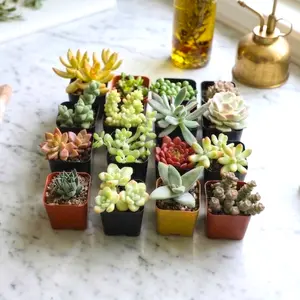 2/4/8/16 Pack Assorted Succulents Plants - 2 Inch Live Succulents for Indoor Outdoor,Easy Care House Plants,Gift for Party Wedding Home Garden Decor