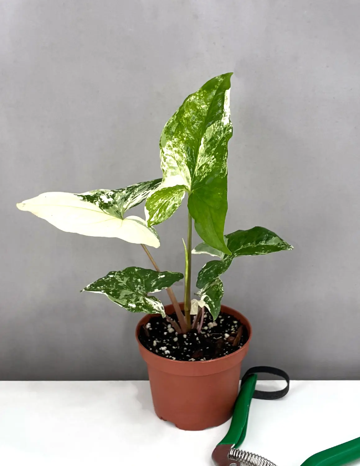 Syngonium Albo