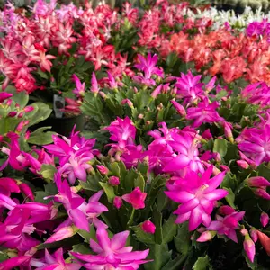 Holiday Cactus – Schlumbergera Holiday Cactus – Schlumbergera