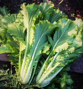 TomorrowSeeds - Michihili Chinese Cabbage Seeds -  Non GMO Garden Napa Bok Choy Spinach Leaf Lettuce Asian Vegetable Seed 2024 Season