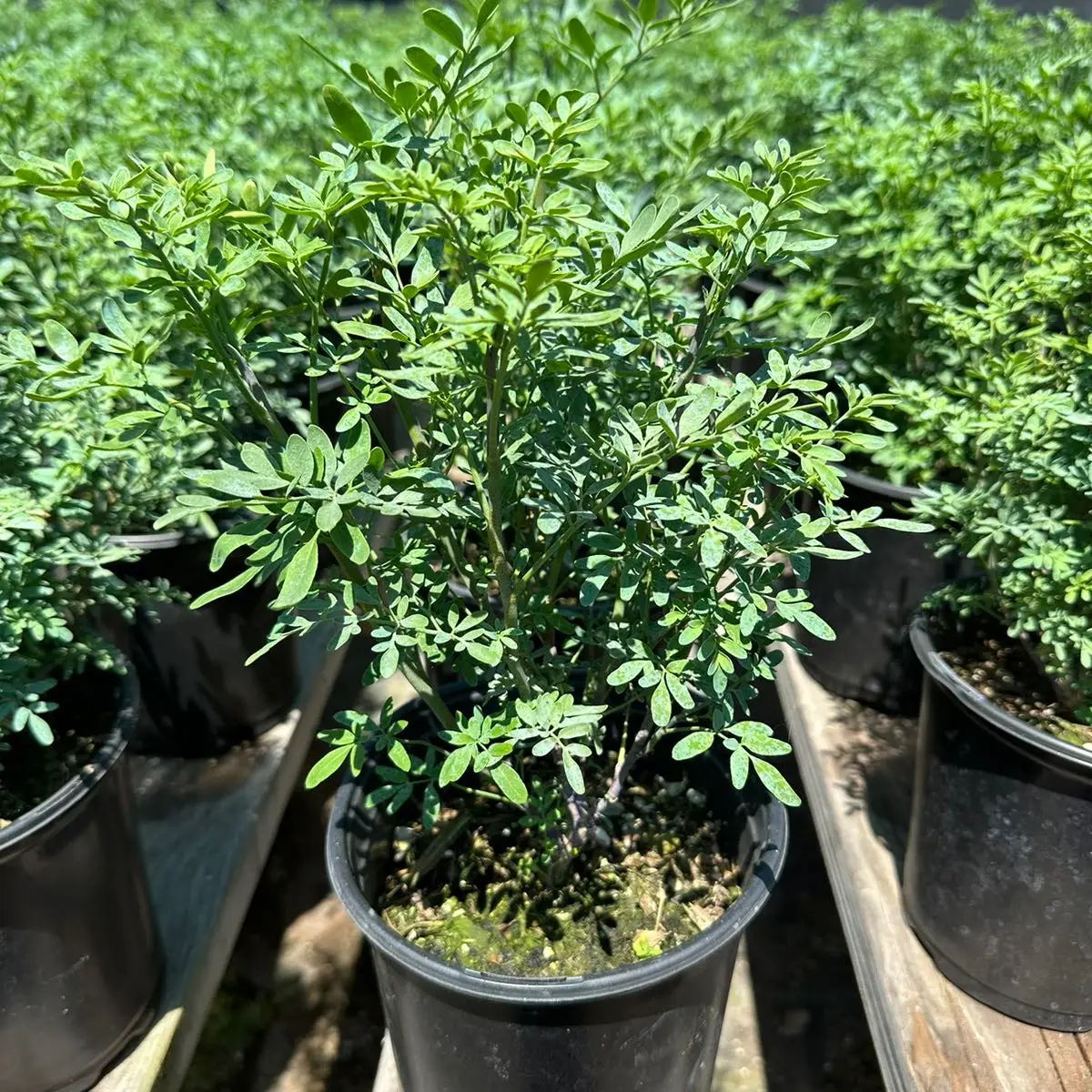 1gal Rue plant Ruta Graveolens home grown