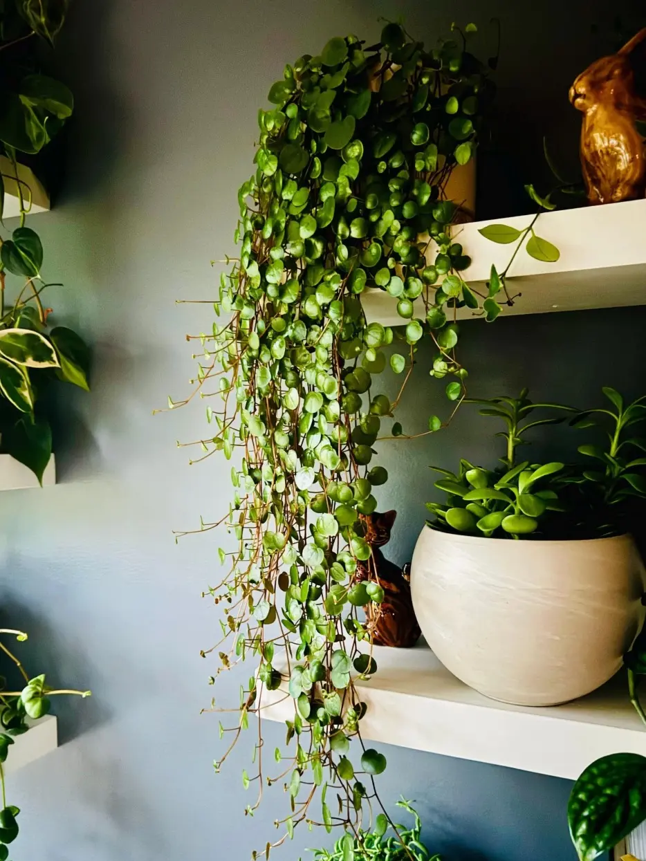 Peperomia Ruby Cascade: Live Hanging Succulent in 6" Pot