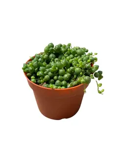 4" String of Pearls – Senecio Rowleyanus – Live Plant