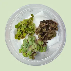 Floating Aquarium Plants Pack – Red Root Floater, Salvinia, Azolla – Live Freshwater Plants for Betta, Shrimp & Fish Tank