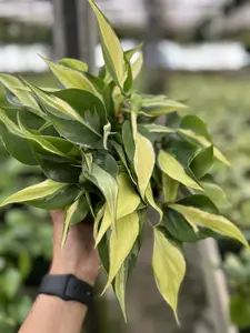 Philodendron Silver Stripe Pot 6” Indoor Plants -  Houseplant - Tropical Foliage