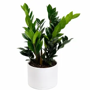 XL Raven Super Nova Zz Plant 8" pot - Rare Black Foliage Tropical Houseplant for Indoor Home Decor & Easy Care Beginner Friendly Unique Leaves Centerpiec