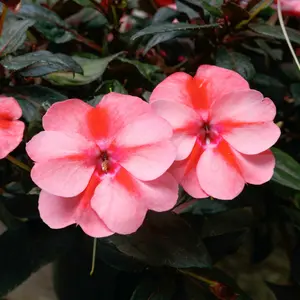 Impatiens SunPatiens® 'Vigorous Peach Candy' - 2.5" Pot / Box of 4.