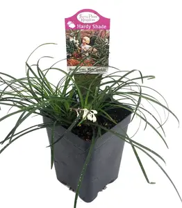 White Sparkler Mondo Grass - Ophiopogon - 2.5" Pot - Fairy Garden/Terrarium