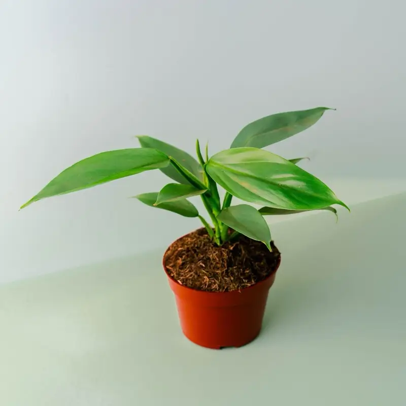 Philodendron Grey - 4 Inch