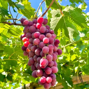 30 Red Grape Seeds – Sweet Juicy Table Grapes for Backyard Vineyard & Garden