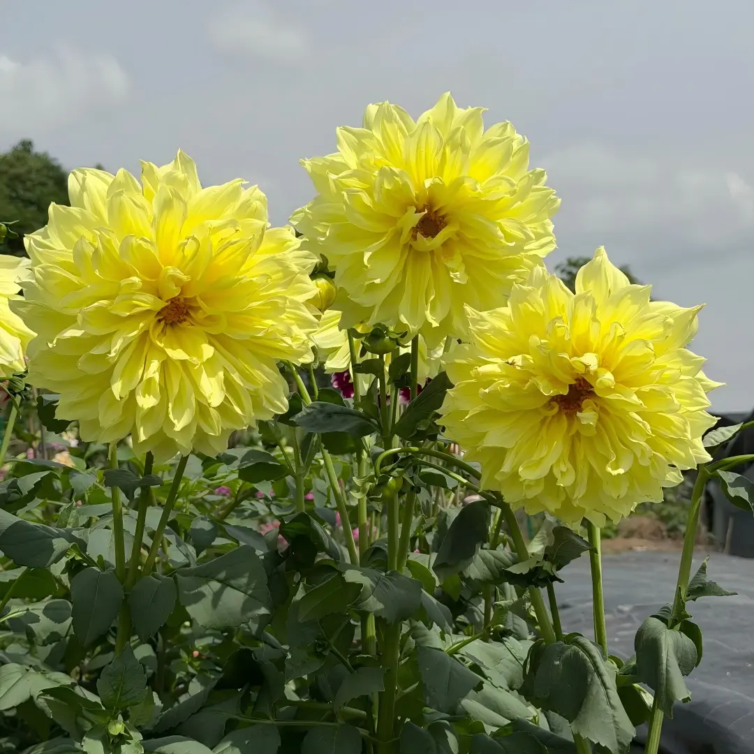 Well-Screened Dahlia pinnata Cav. Tubers - Low-Maintenance Flower Tubers for Beginner Gardeners, Long Blooming from Summer to Autumn