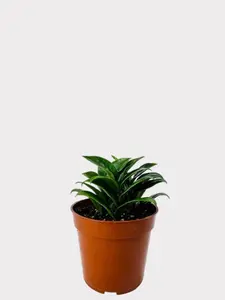 Zamioculcas Zmiifolia - Zenzi - Dwarf Plant - Dwarf ZZ
