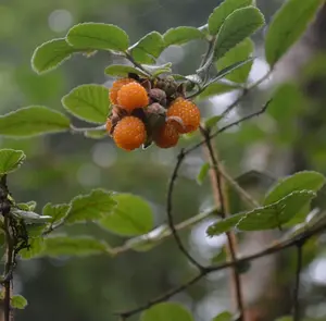 Rubus ellipticus | Ainselu | Golden & Himalayan Raspberry | 50_Seeds
