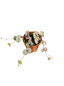 Small String of Hearts Ceropegia woodii Low Maintenance Indoor Vine Easy Care Trailing Plant with Heart-Shaped Leaves & Pale Magenta Flowers