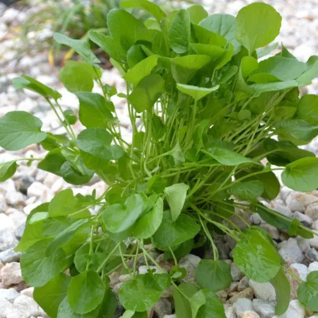Upland Cress (Barbarea verna) Organic Seeds – Peppery Hardy Leaves, Cool-Season Green for Salads and Sandwiches