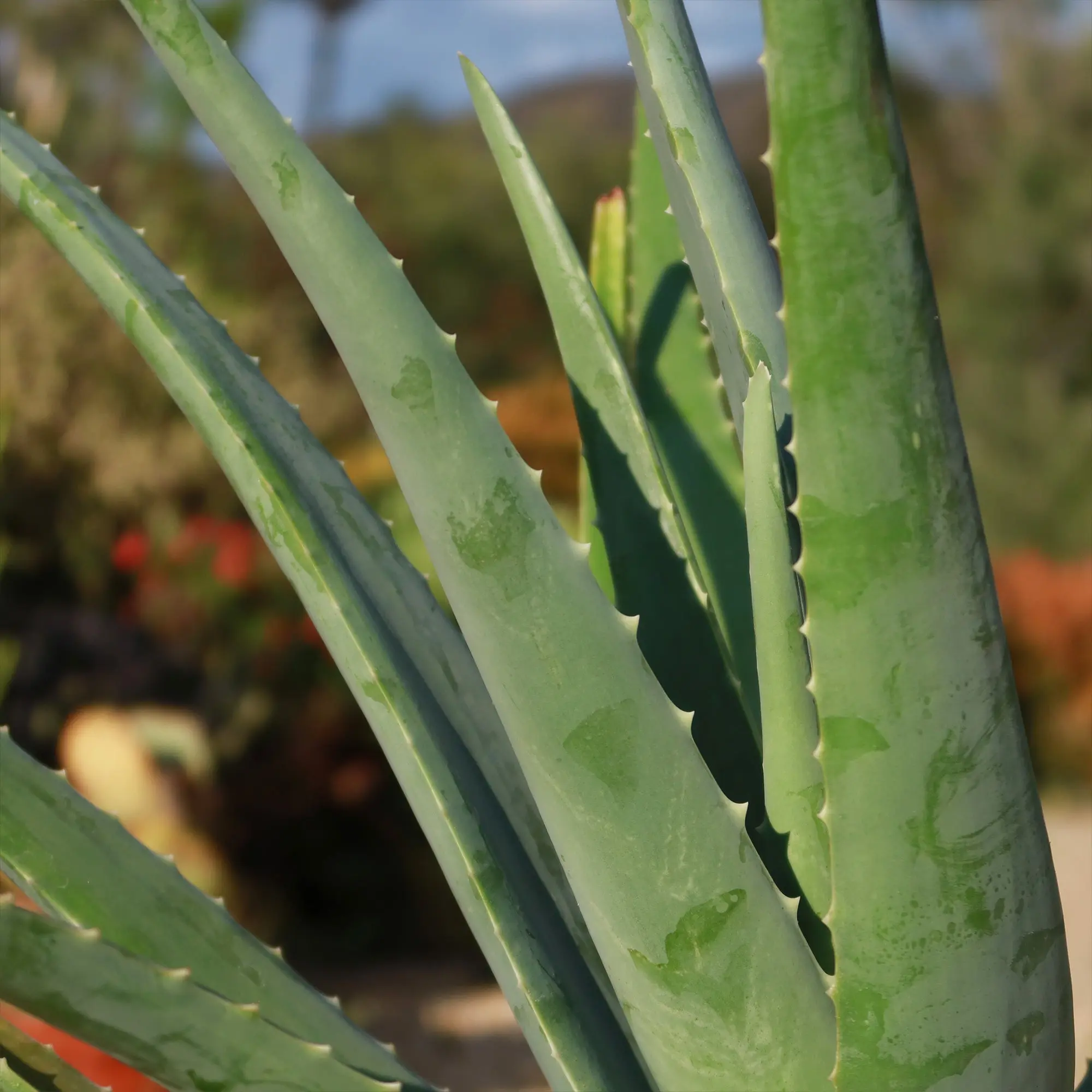 aloe vera gel iskustva The Perfect Skin Prep For Your Microcurrent Routine – NuForm Skin Lab main image 0