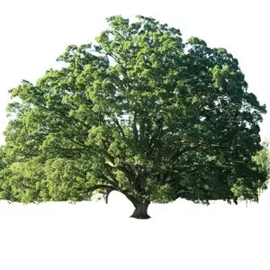 White Oak Trees Live Plant - Live Oak Tree Seedling from 12 to 18 Inc - Tall 4 Inches Pot - Hardy and Easy to Grow - No Ship To AK, HI & P.R.