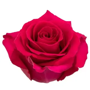 Rose Gotcha - 100 Stems