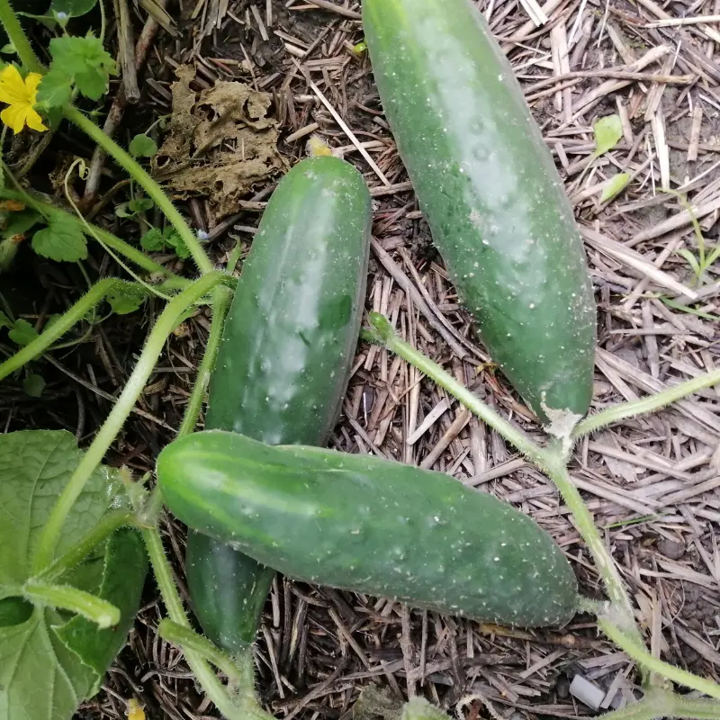 Cucumber ‘Poinsett’ (Cucumis sativus) – High-yielding, disease-resistant slicing cucumber with crisp texture and excellent fresh flavor.