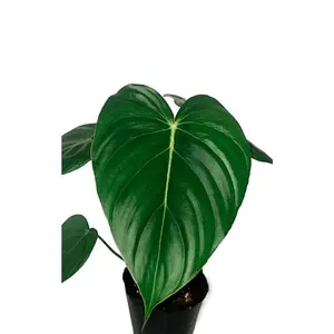 Philodendron McDowell cf