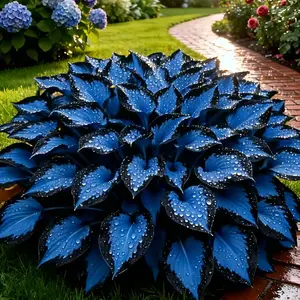 Hosta Seeds Perennial Shade Plant for Garden and Yard Non-GMO USA Made with Instructions for Easy Care and Versatile Growth